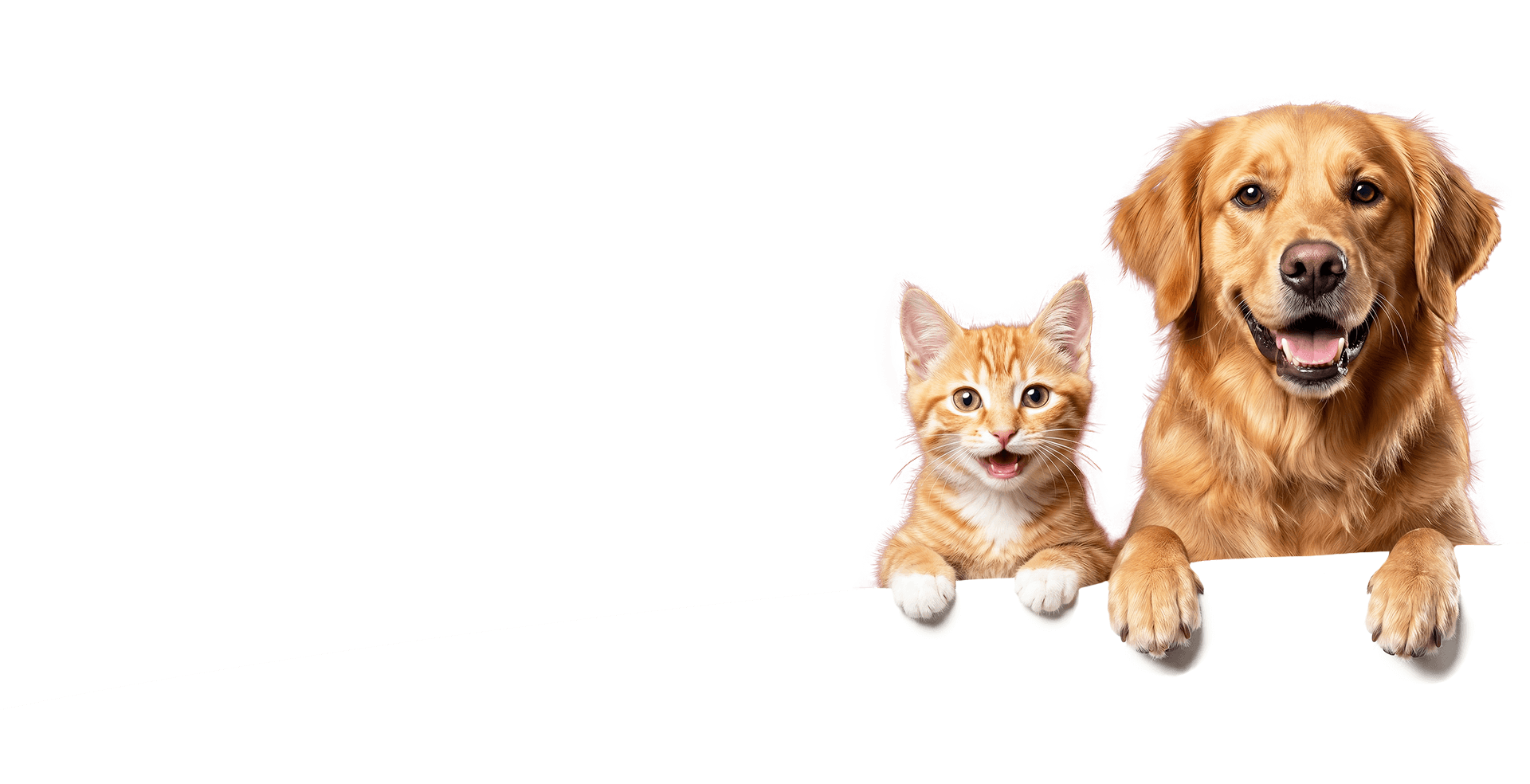 Today's dinner ảnh banner web_1777447462.png