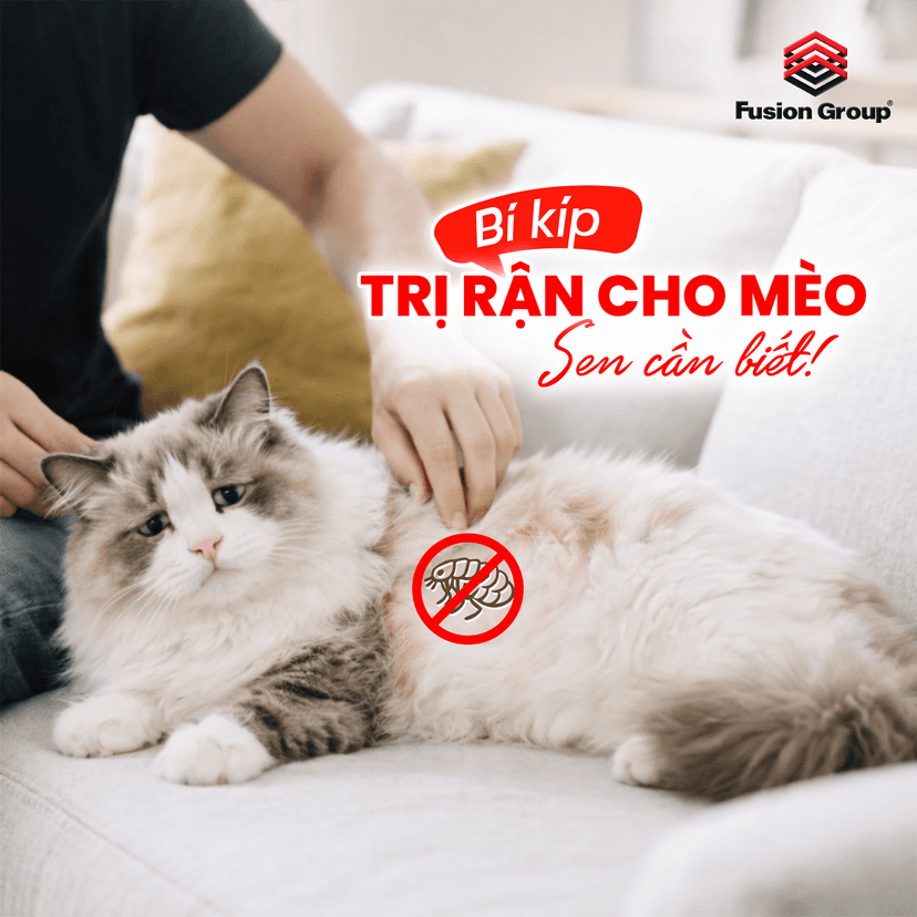 Mèo bị rận phải làm sao? Dấu hiệu nhận biết và cách trị hiệu quả