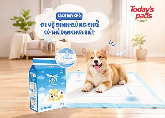 Cách dạy chó đi vệ sinh đúng chỗ có thể bạn chưa biết